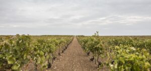 Producto de Aldea - виноробня, що руйнує безалкогольні стереотипи